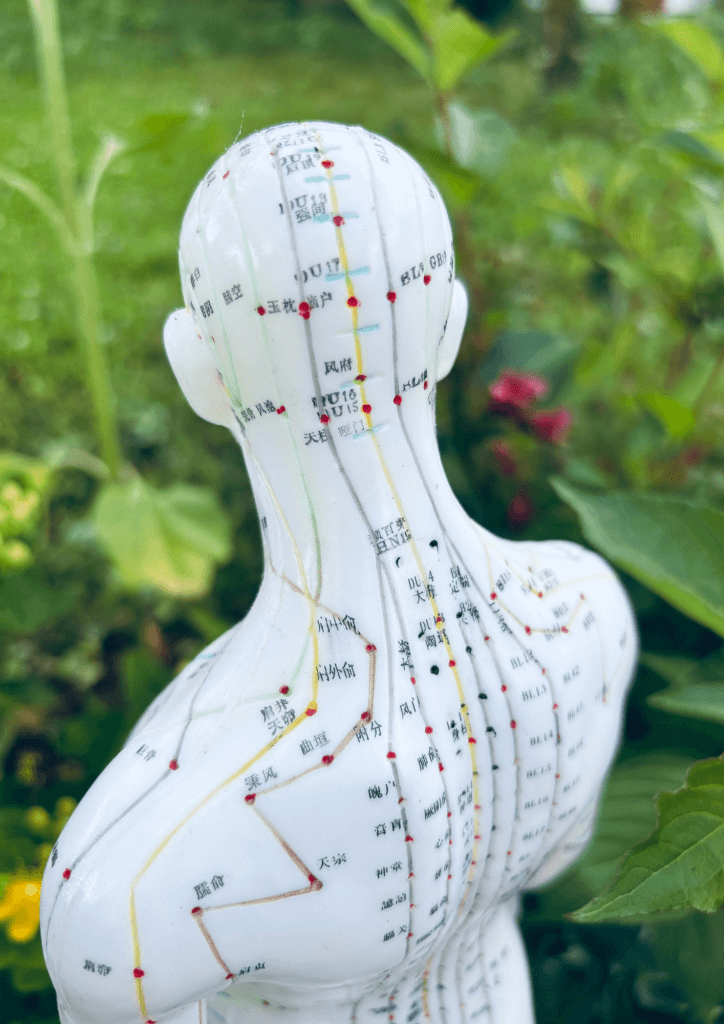 Photo d'un mannequin en plastique avec les points d'acuponcture dans le dos et dans la nuque