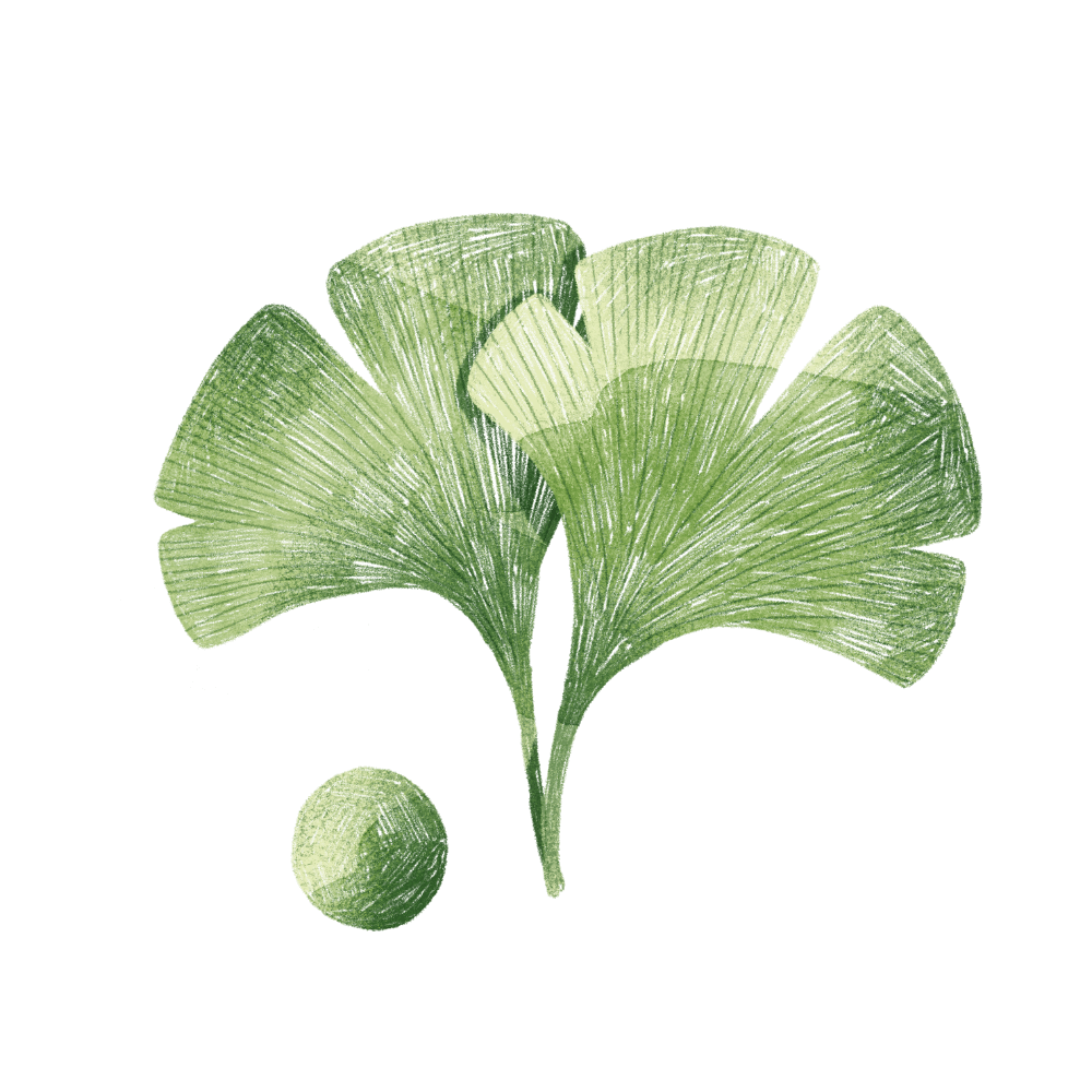 Image de deux feuilles de ginko verte