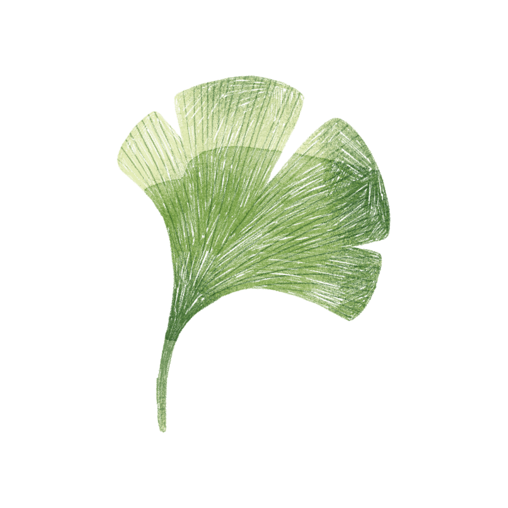 Image d'une feuille de ginko verte