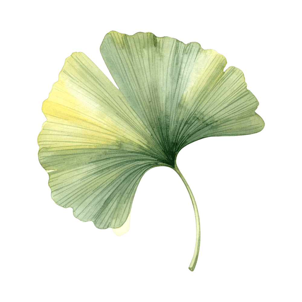 Image d'une feuille de ginko verte